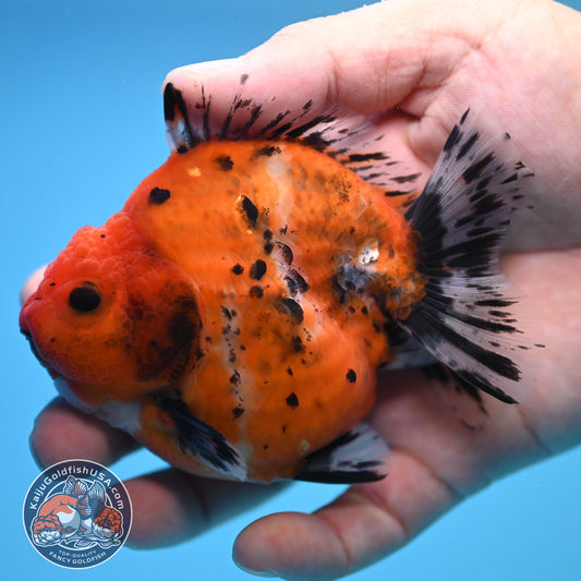 Shogun Calico Oranda 3.5 inch Body (250815_OR02)