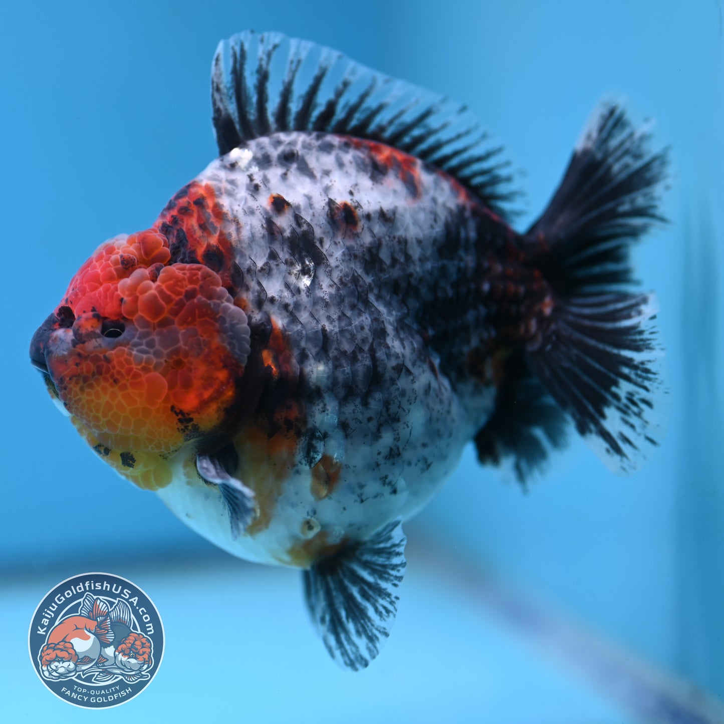 Blue Based Kirin Oranda 4 inch Body (250613_OR02)