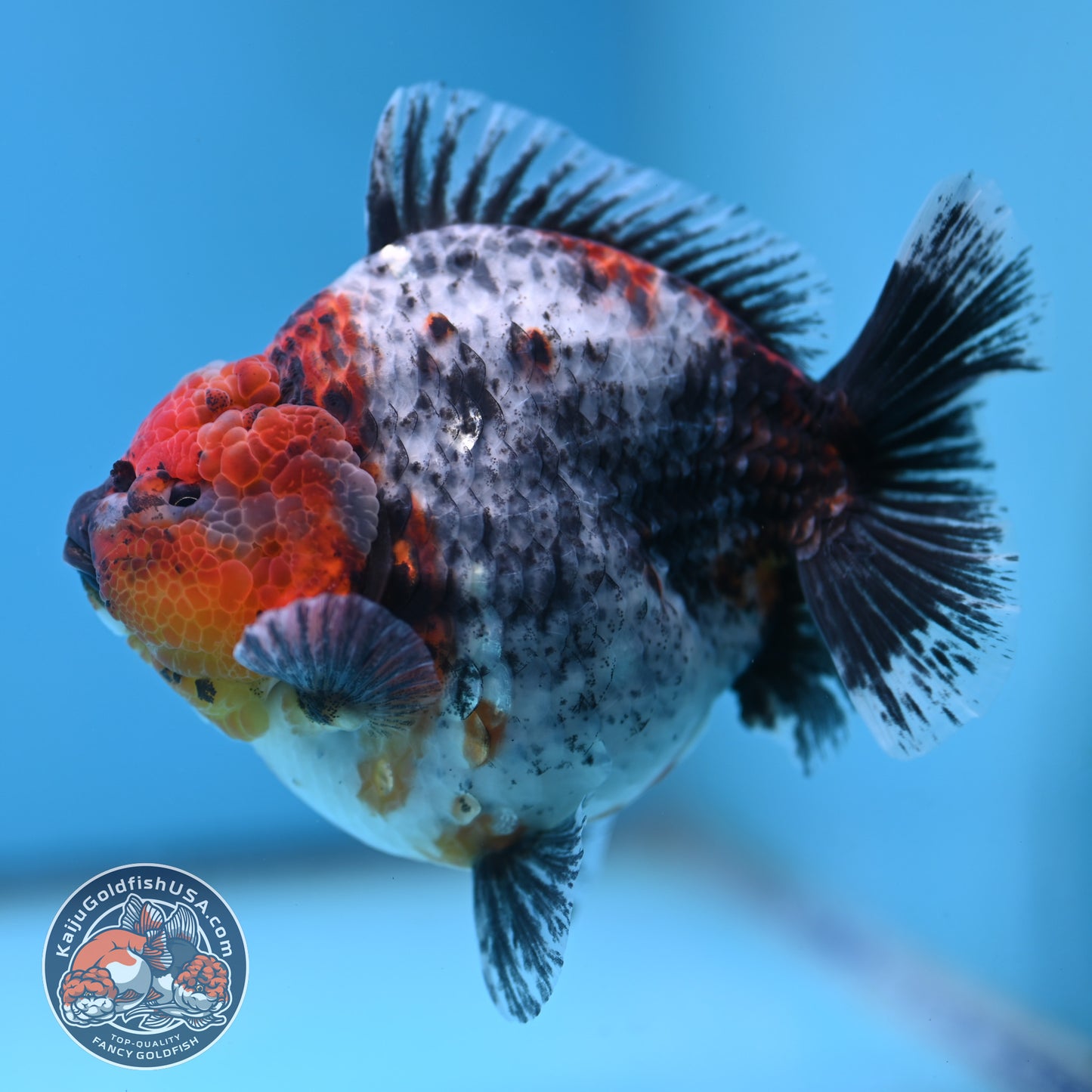 Blue Based Kirin Oranda 4 inch Body (250613_OR02)