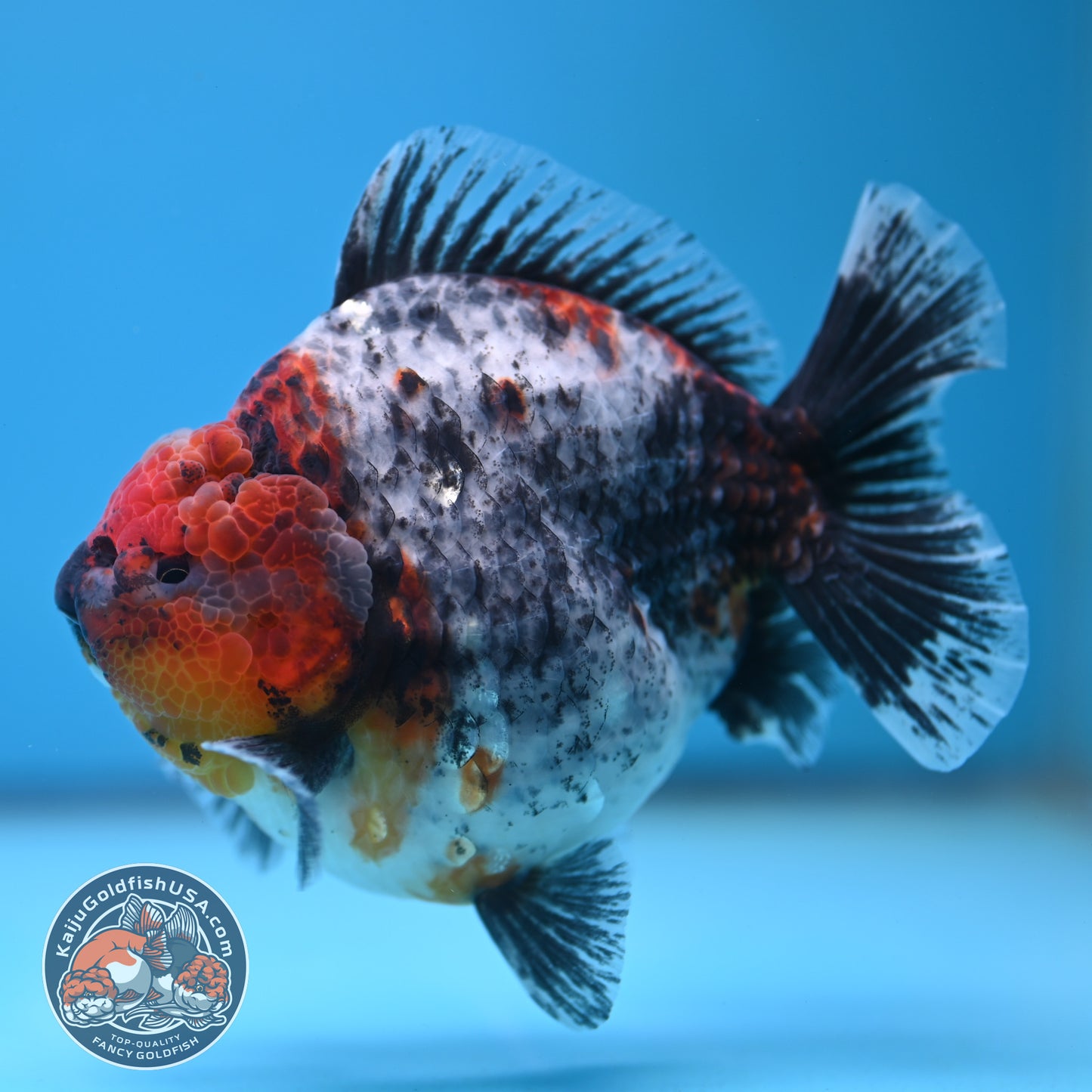 Blue Based Kirin Oranda 4 inch Body (250613_OR02)