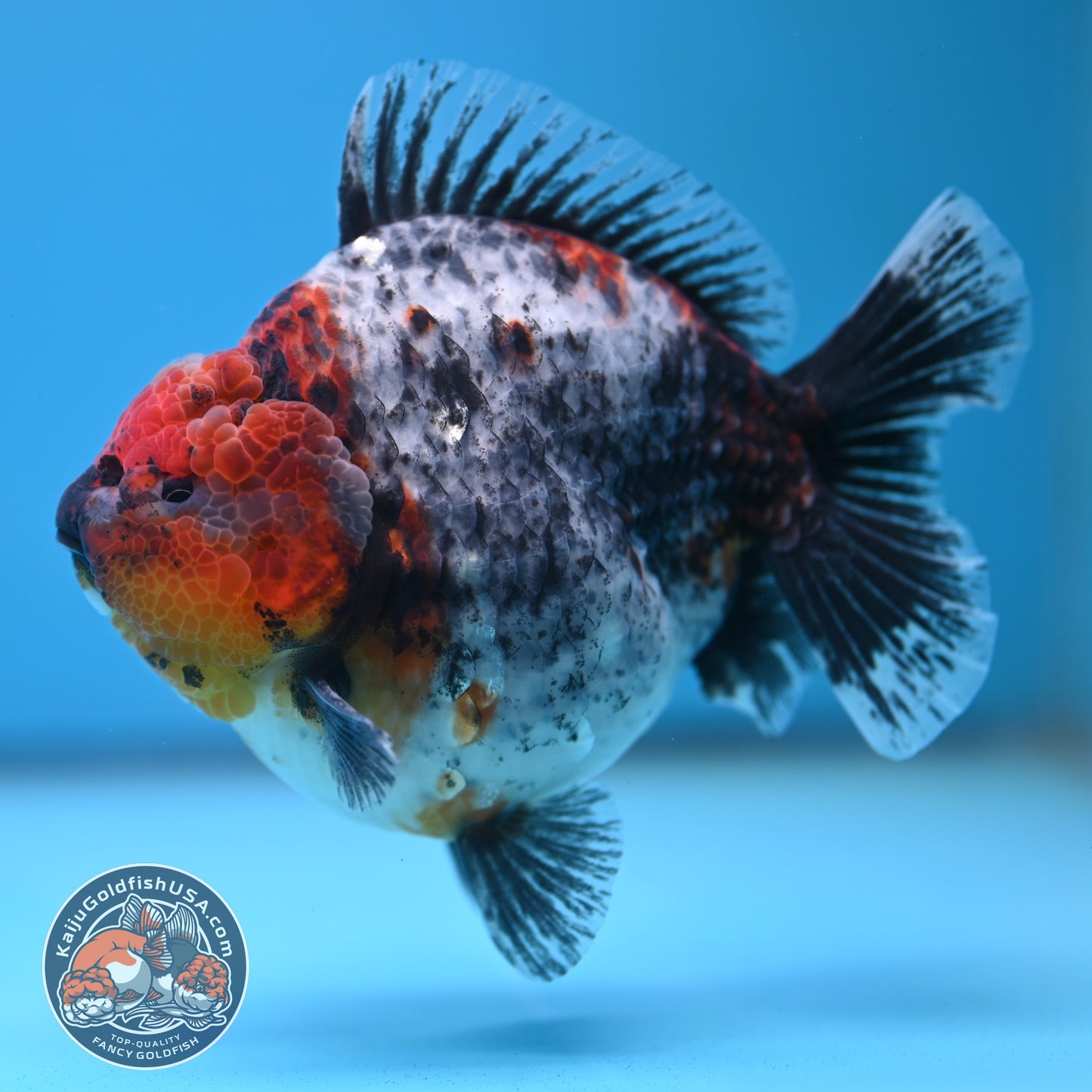 Blue Based Kirin Oranda 4 inch Body (250613_OR02)