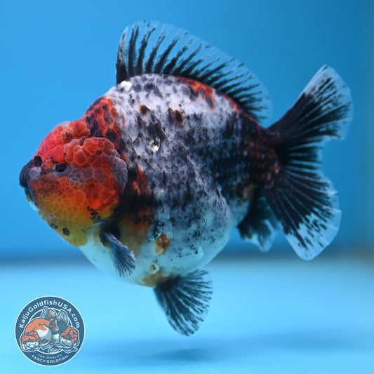 Blue Based Kirin Oranda 4 inch Body (250613_OR02)
