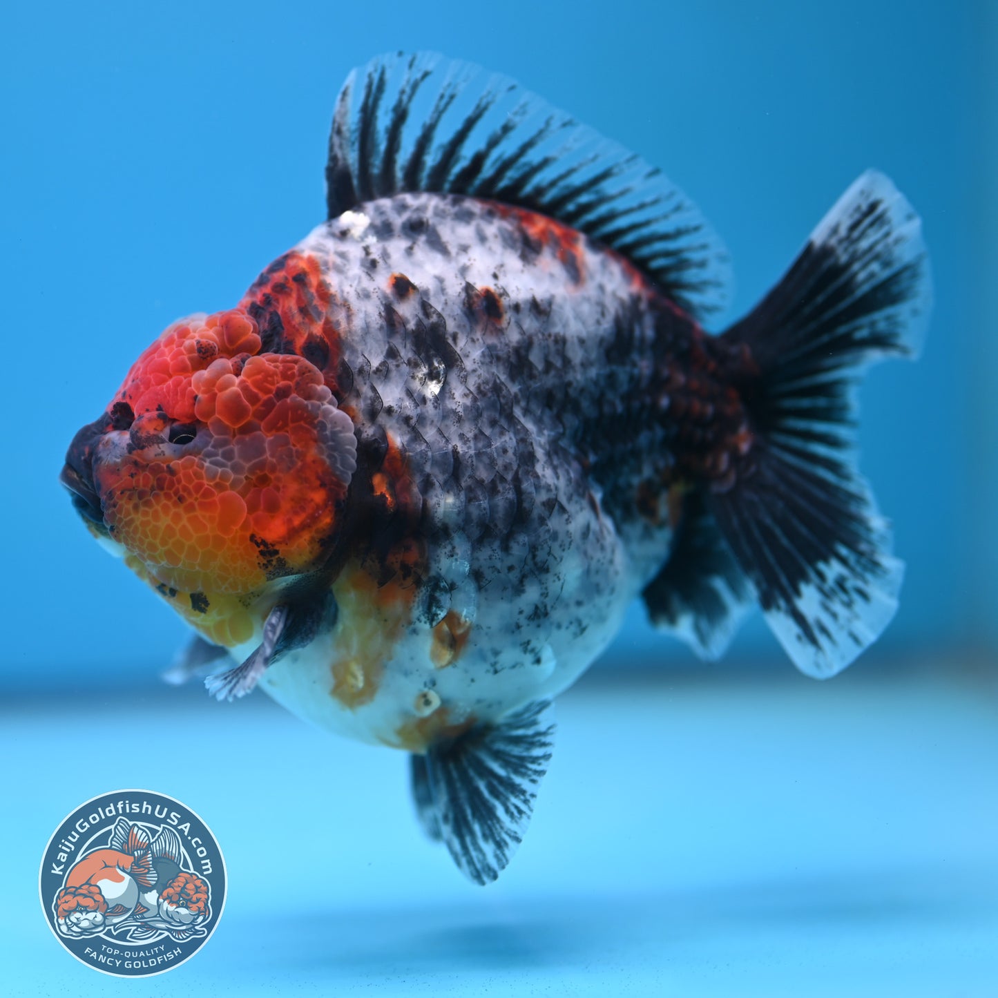Blue Based Kirin Oranda 4 inch Body (250613_OR02)