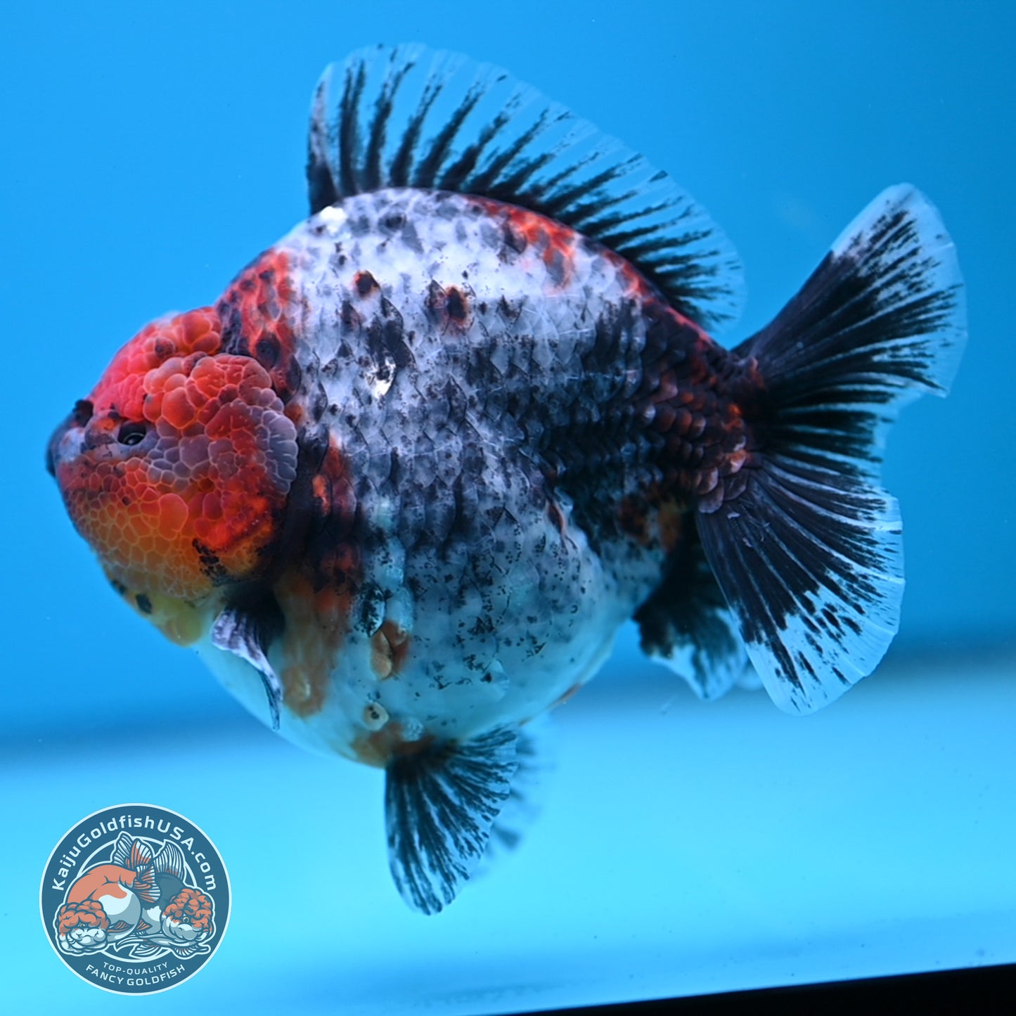 Blue Based Kirin Oranda 4 inch Body (250613_OR02)