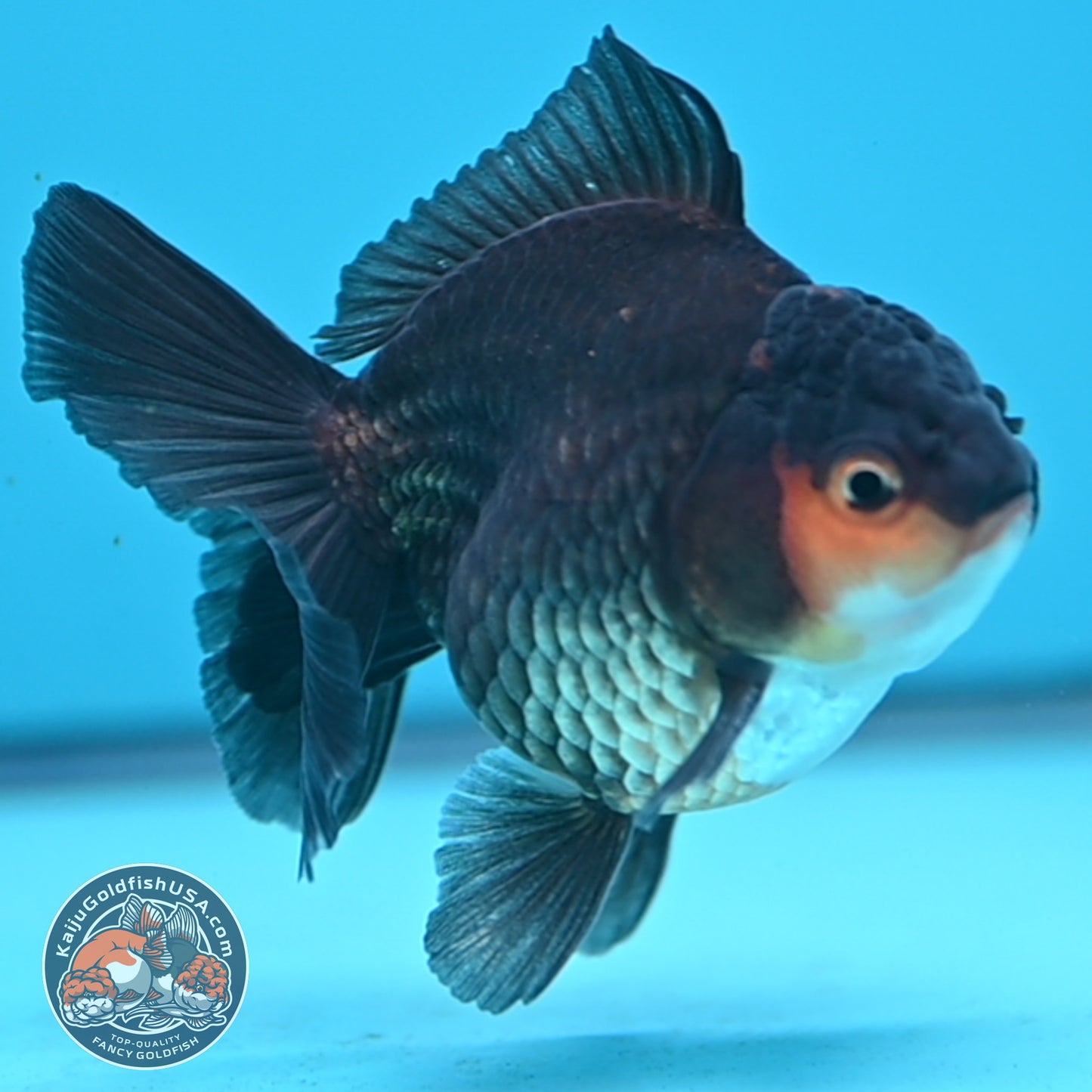 Apache Oranda 3 inches Body (250502_OR02)