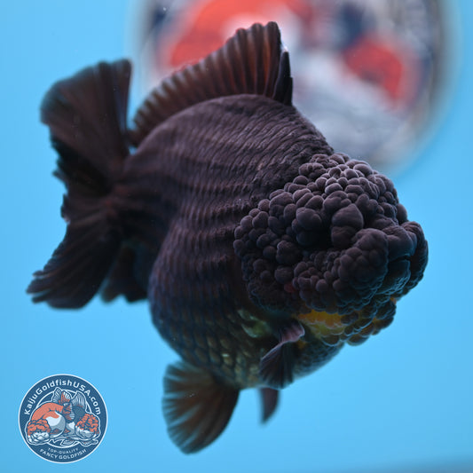 Black YuanBao Oranda 4.5 inches Body (250516_OR03)