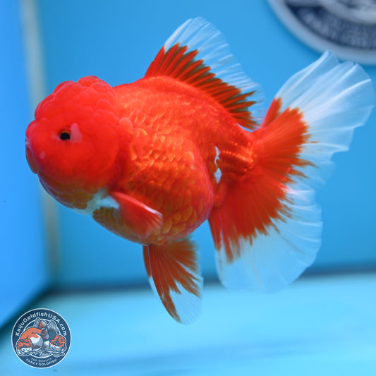 Red White Rose Tail Oranda 4.25 inches Body - Female (250221_OR03)