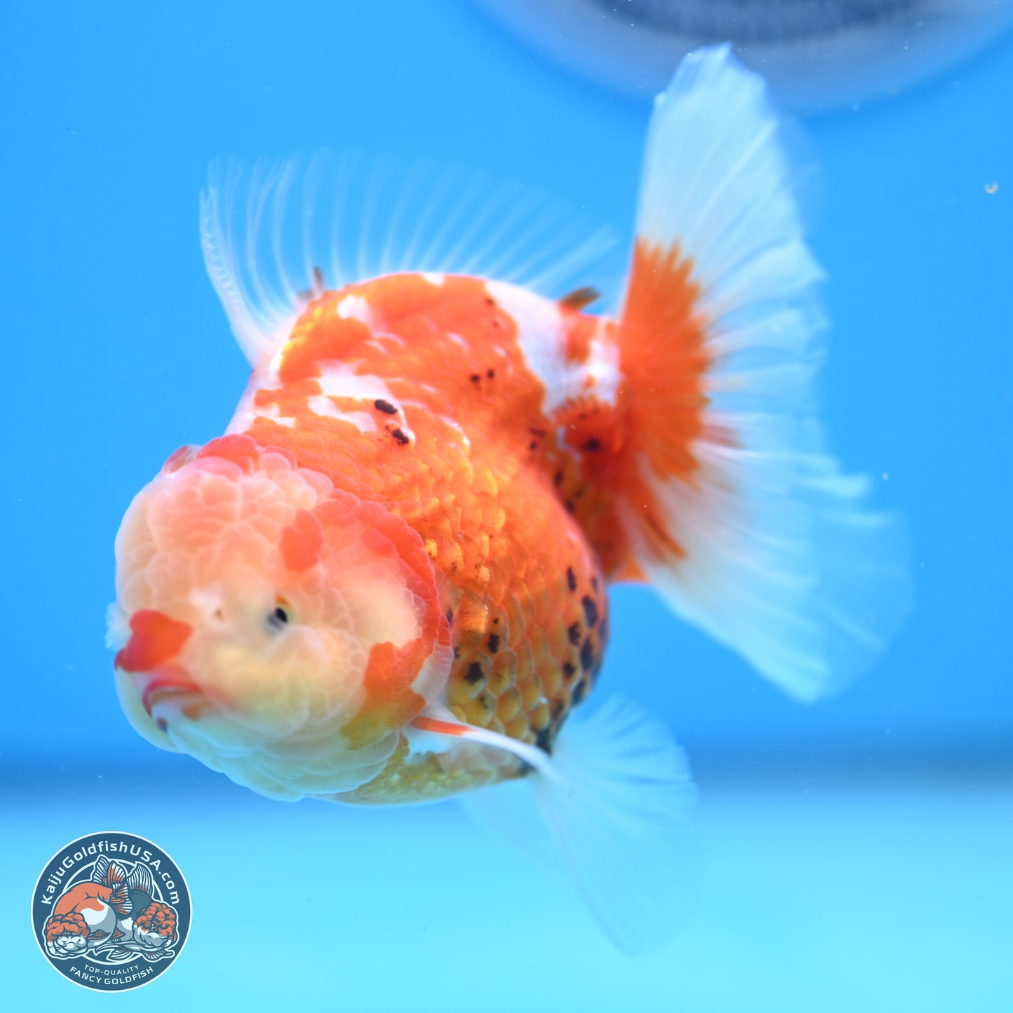 Tricolor Rose Tail Oranda 4.5 inches - Female (241206_OR03) - Kaiju Goldfish USA