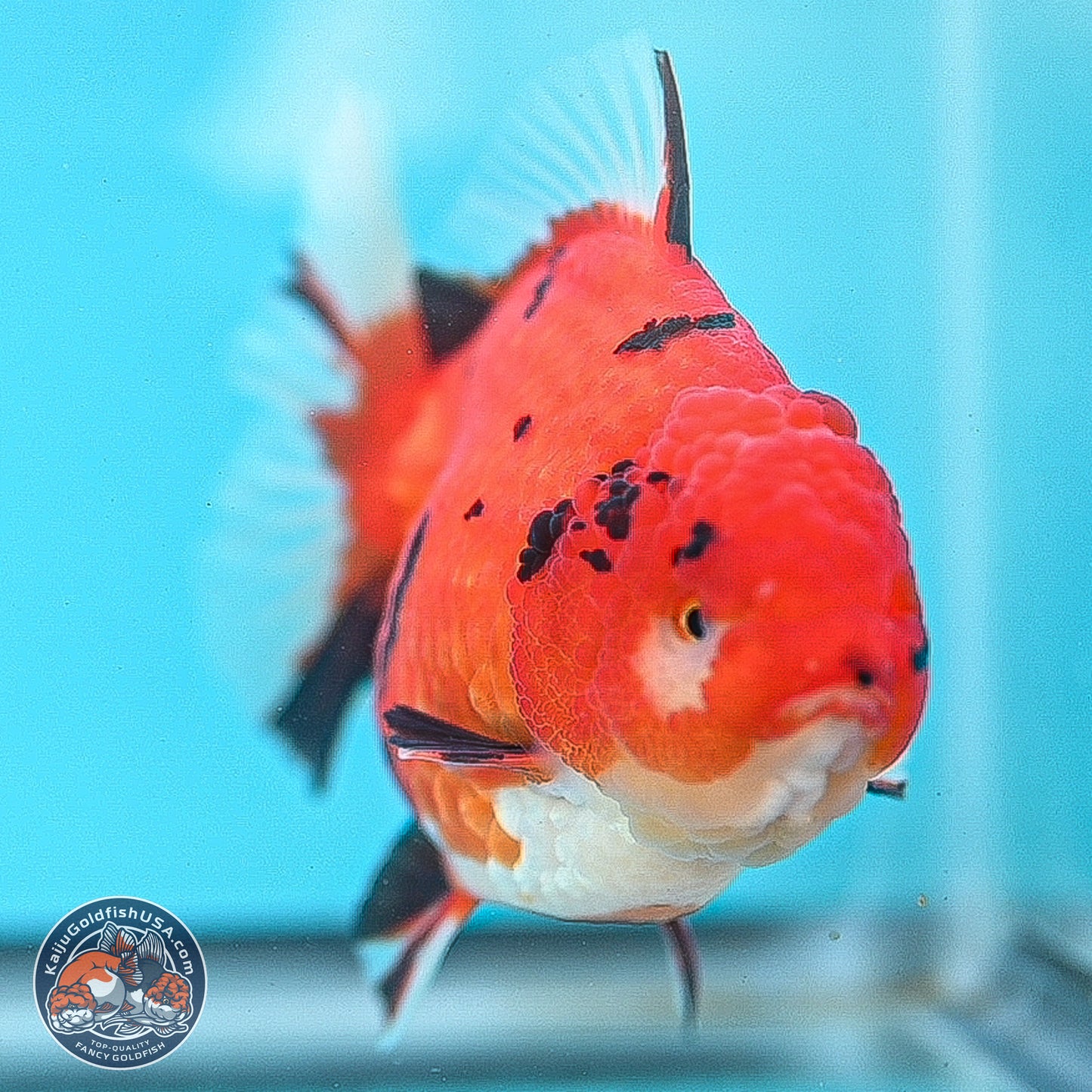 Gold Coin Tiger Oranda 4 inches Body - Female (250214_OR03)