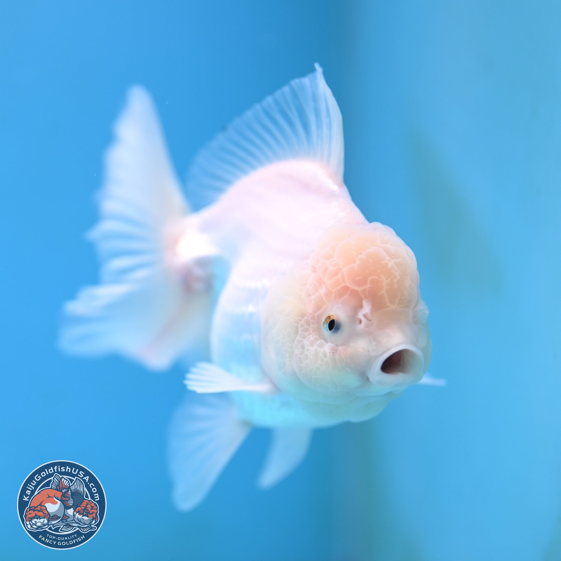 Snow White Oranda 3.5 inches Body - Female (250117_OR03) - Kaiju Goldfish USA