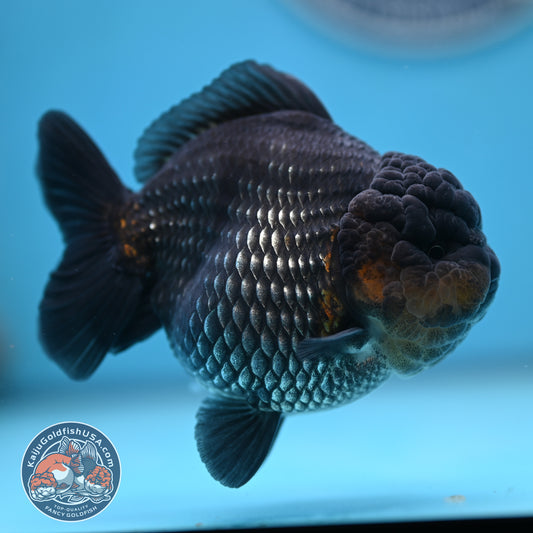 Shogun Metallic Oranda 4 inches Body (250606_OR03)