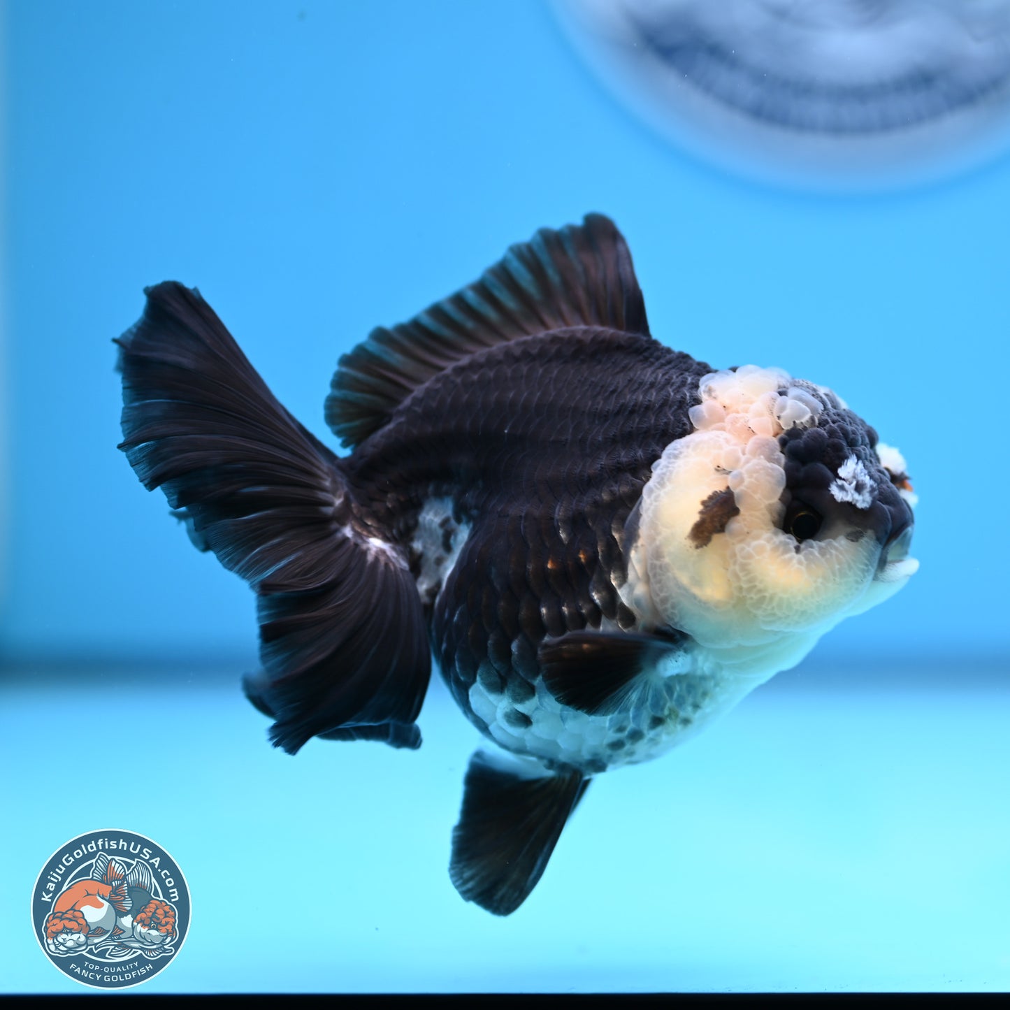 Panda Rose Tail Oranda 3.5in body (240809_OR03) - Kaiju Goldfish USA