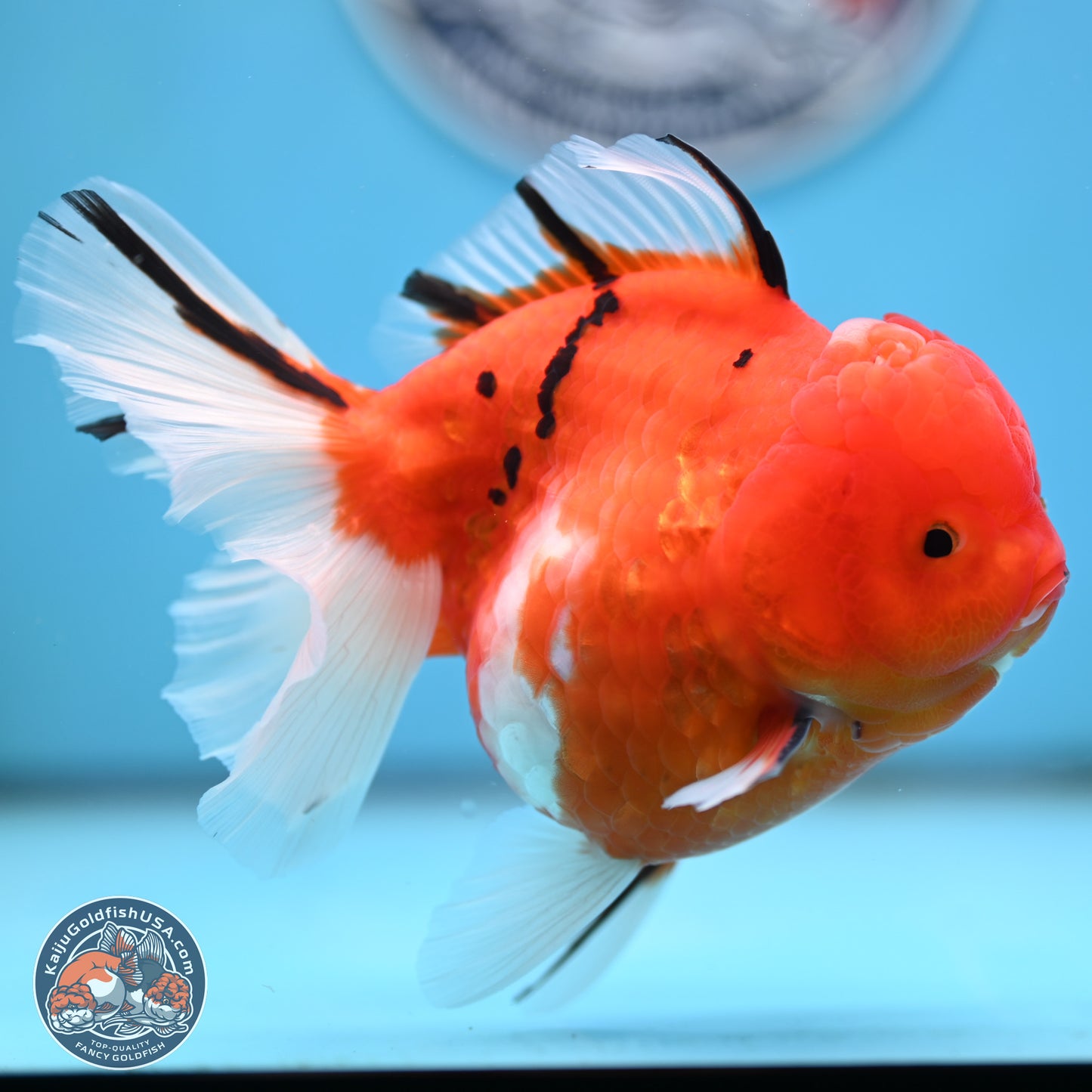 Tricolor Sakura Rose Tail Oranda 4 inches Body - Female (250404_OR03)