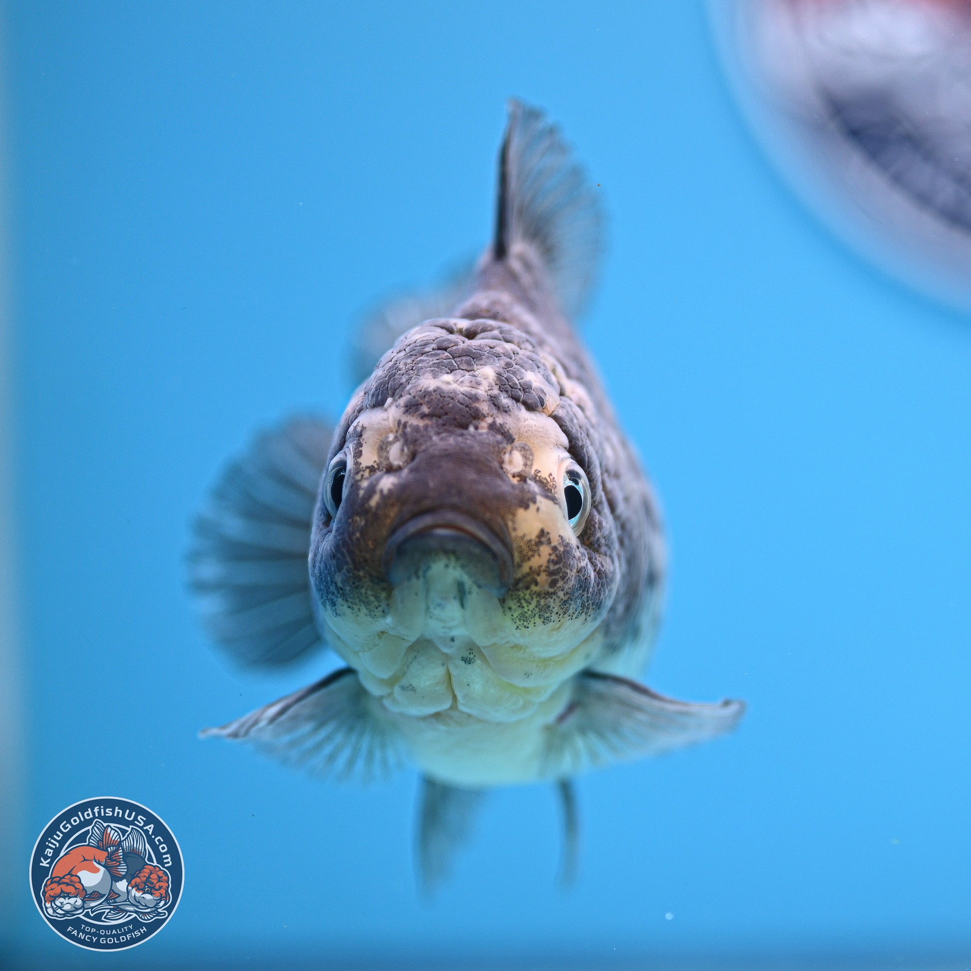 Grey Kirin YuanBao Oranda 5 inches Body- Female (241129_OR03) - Kaiju Goldfish USA