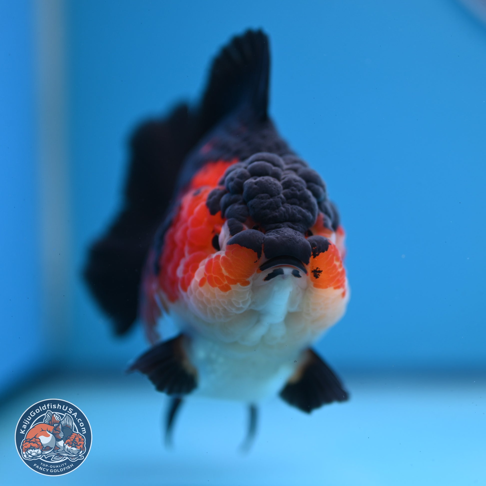 Tricolor YuanBao Oranda 3.75 inches Body - Female (241227_OR03) - Kaiju Goldfish USA