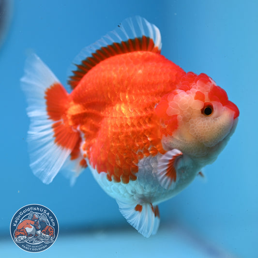 Red White YuanBao Oranda 4 inches Body (250509_OR03)