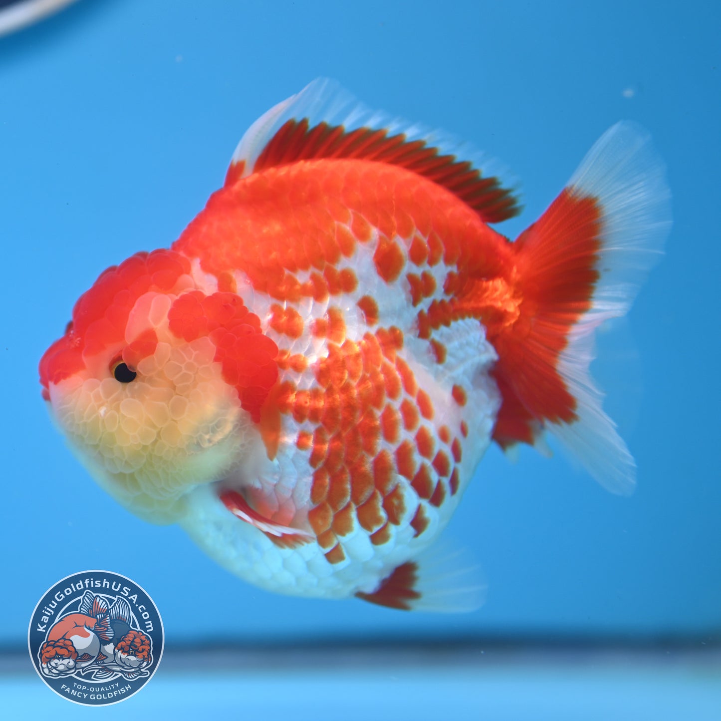 Deer Spot Red White Oranda 4 inches Body (250523_OR03)