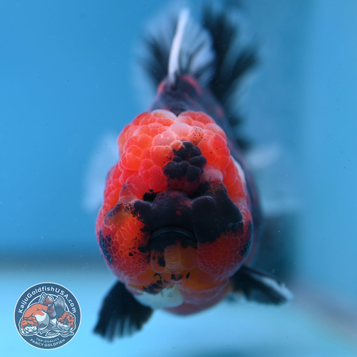Tiger Oranda 4 inch Body (251003_OR03)