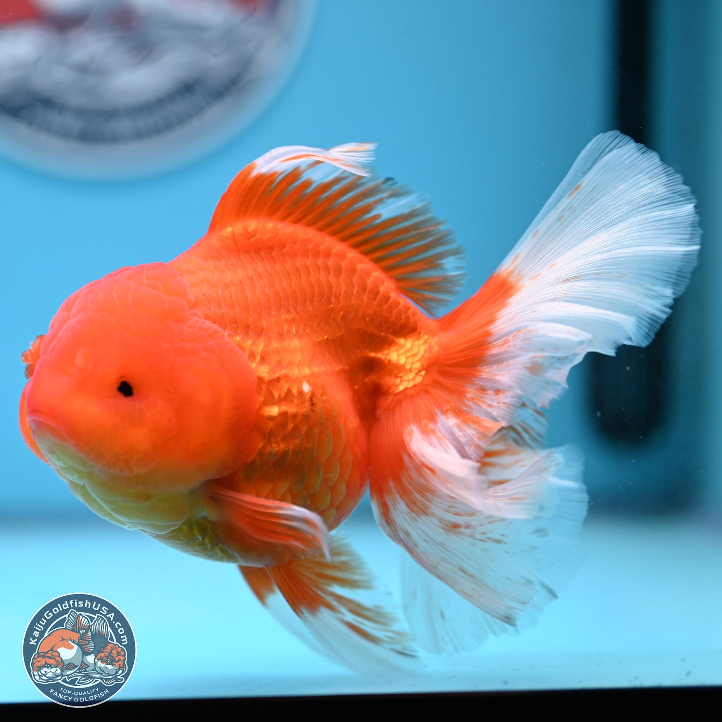 Red White Rose Tail Oranda 4-6 inches (240906_OR03) - Kaiju Goldfish USA