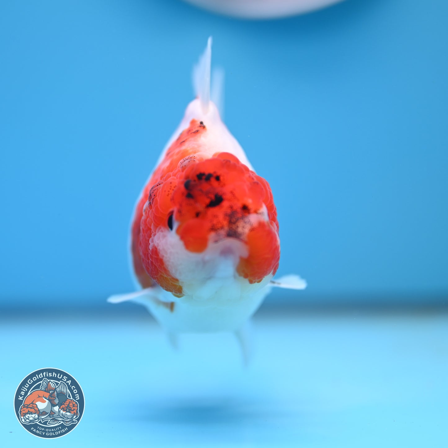 Tricolor Sakura YuanBao Oranda 4.5 inches (241101_OR03) - Kaiju Goldfish USA