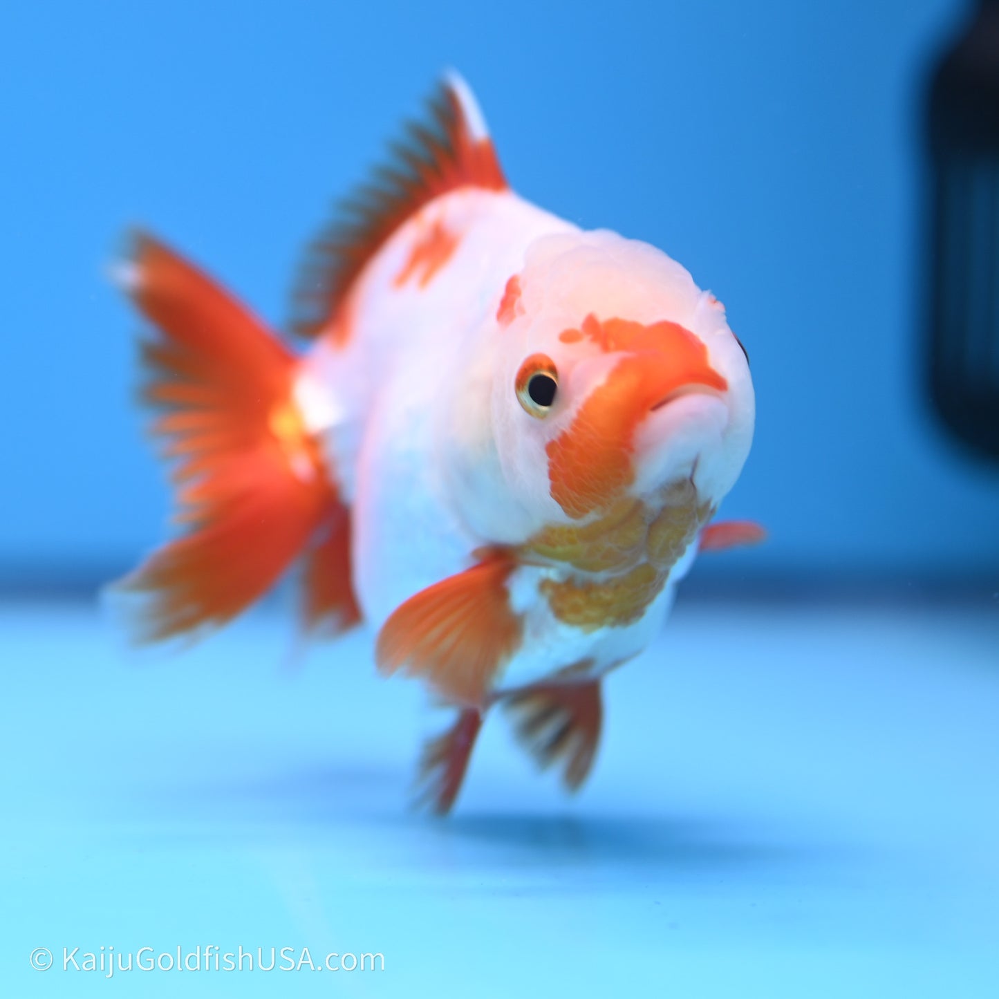 Shogun Godzilla Red White Oranda 3.25in Body (240719_OR03) - Kaiju Goldfish USA