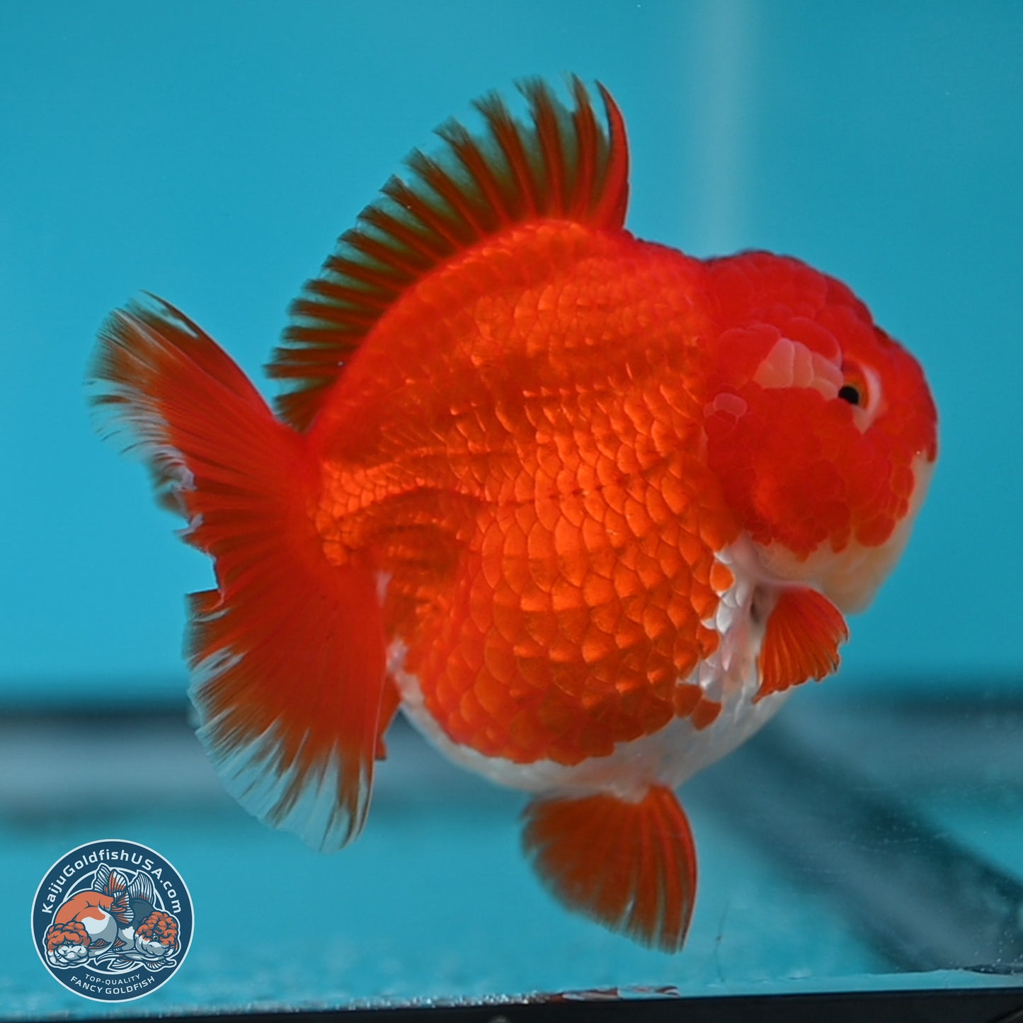 Red White YuanBao Oranda 3.5 inches Body - Female (250131_OR03)