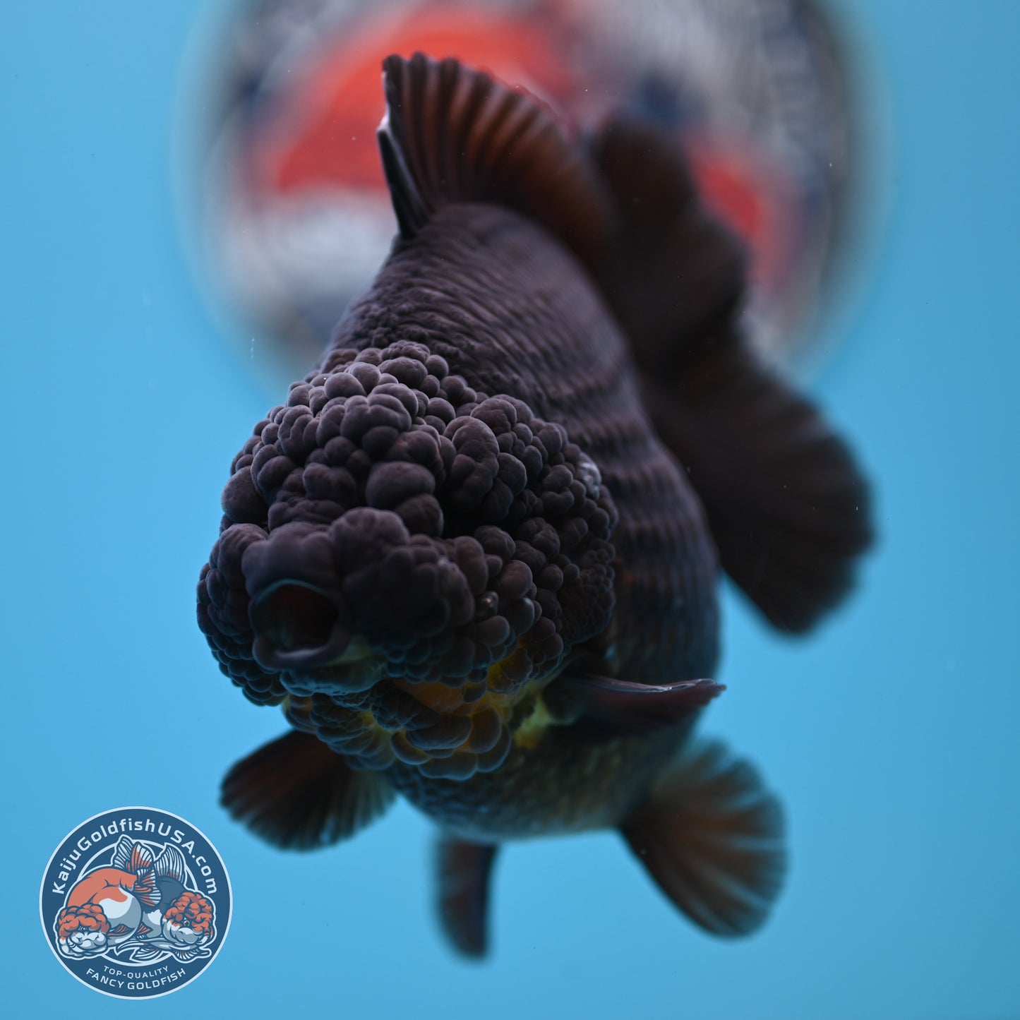 Black YuanBao Oranda 4.5 inches Body (250516_OR03)