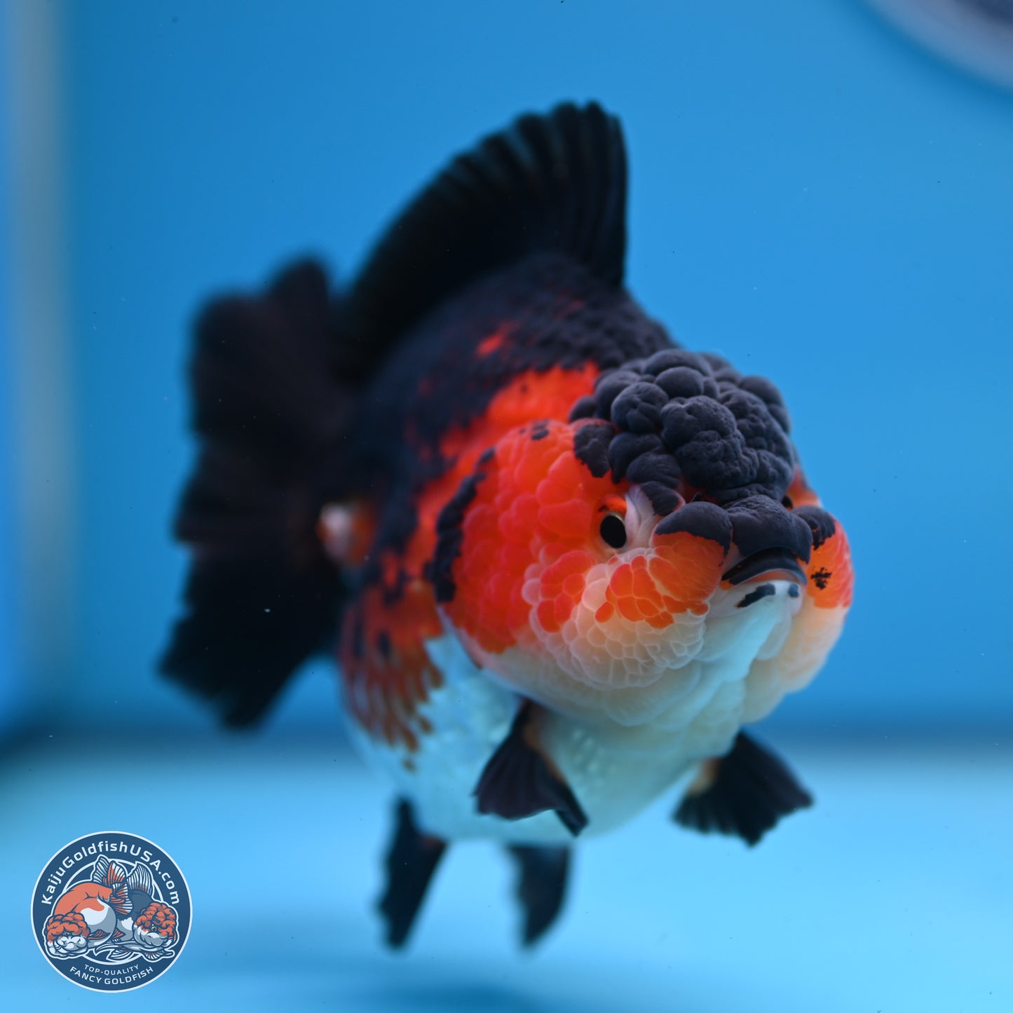 Tricolor YuanBao Oranda 3.75 inches Body - Female (241227_OR03) - Kaiju Goldfish USA