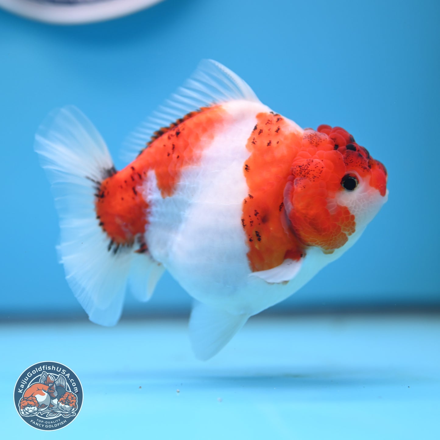 Tricolor Sakura YuanBao Oranda 4.5 inches (241101_OR03) - Kaiju Goldfish USA