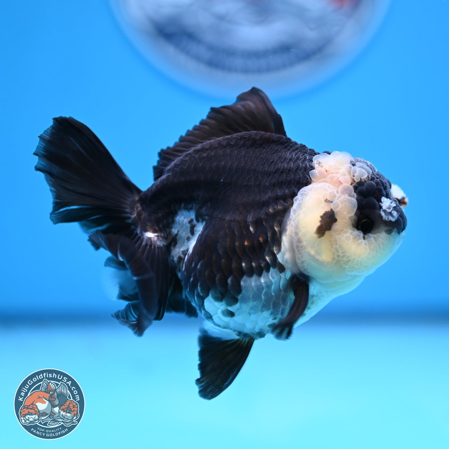 Panda Rose Tail Oranda 3.5in body (240809_OR03) - Kaiju Goldfish USA