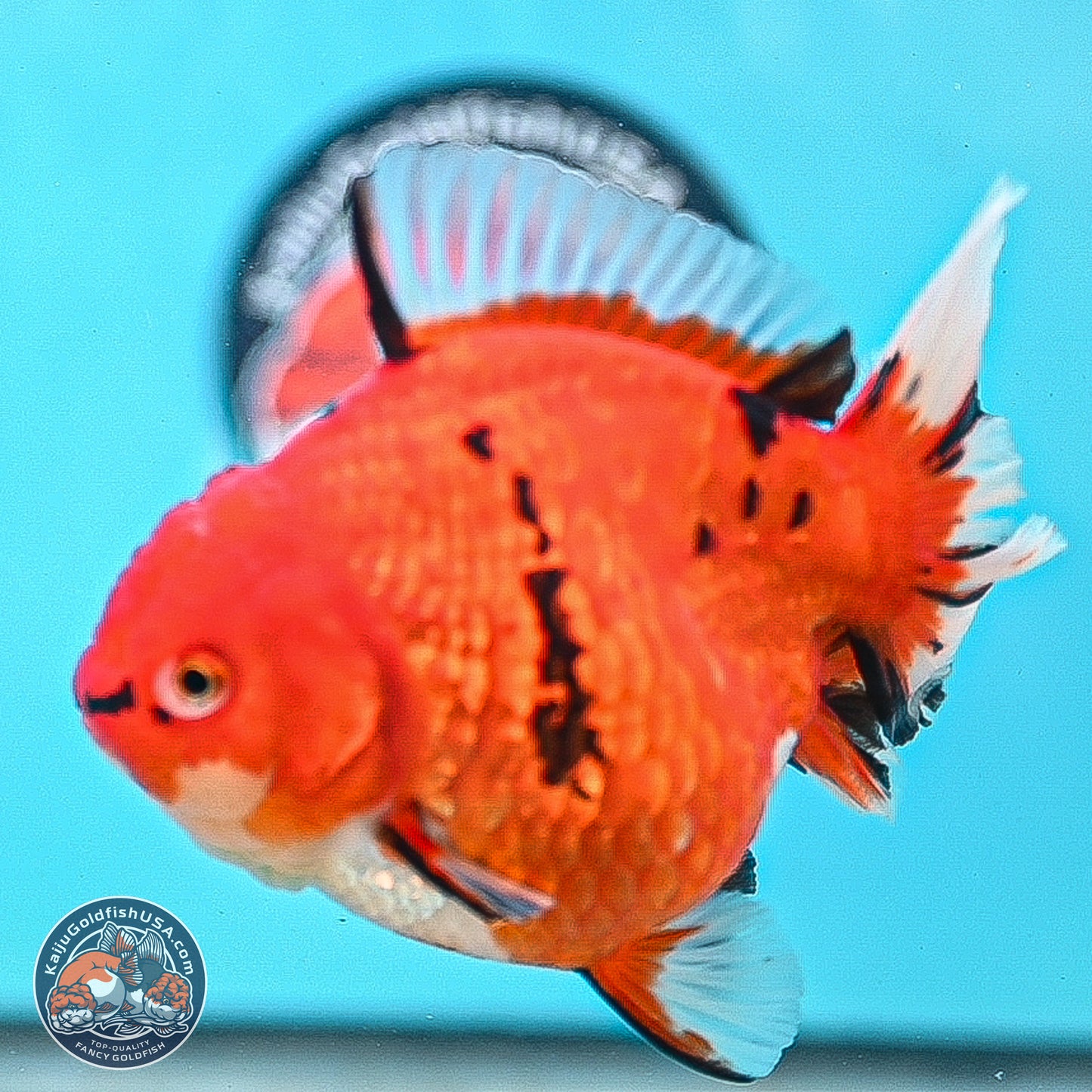 Gold Coin Tiger Oranda 4 inches Body - Female (250214_OR03)