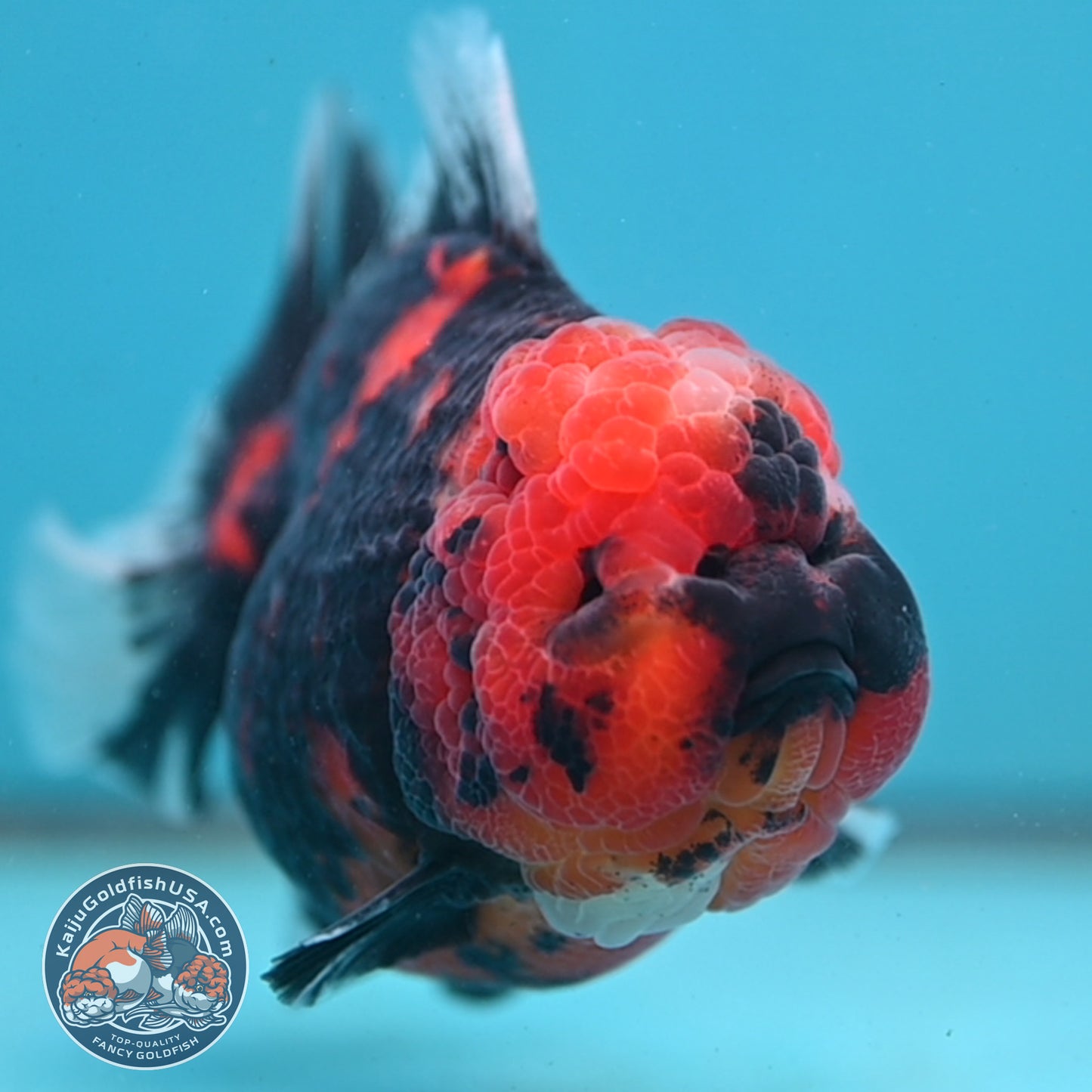 Tiger Oranda 4 inch Body (251003_OR03)