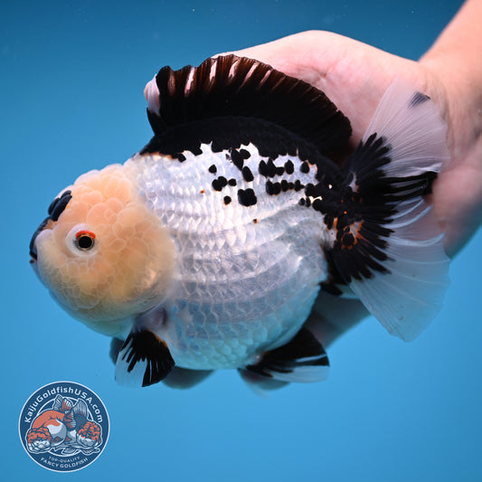 Panda Oranda 4.5 inch Body (250912_OR03)