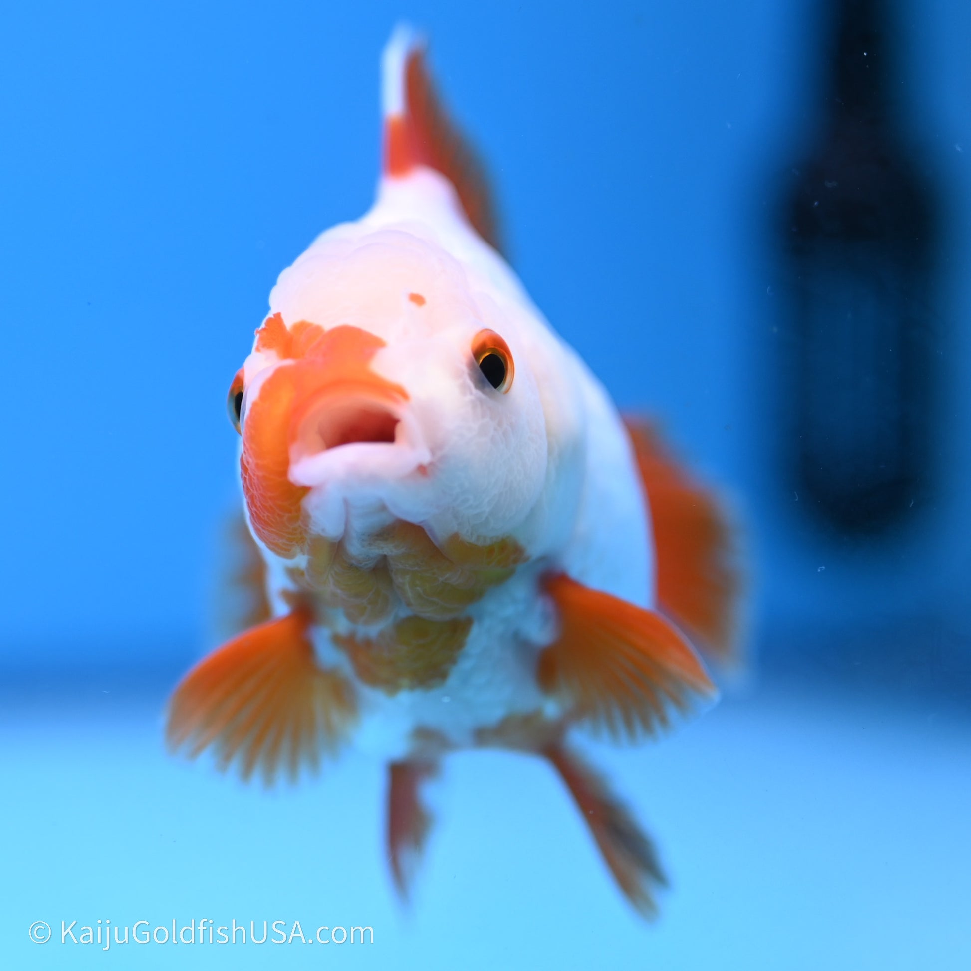 Shogun Godzilla Red White Oranda 3.25in Body (240719_OR03) - Kaiju Goldfish USA