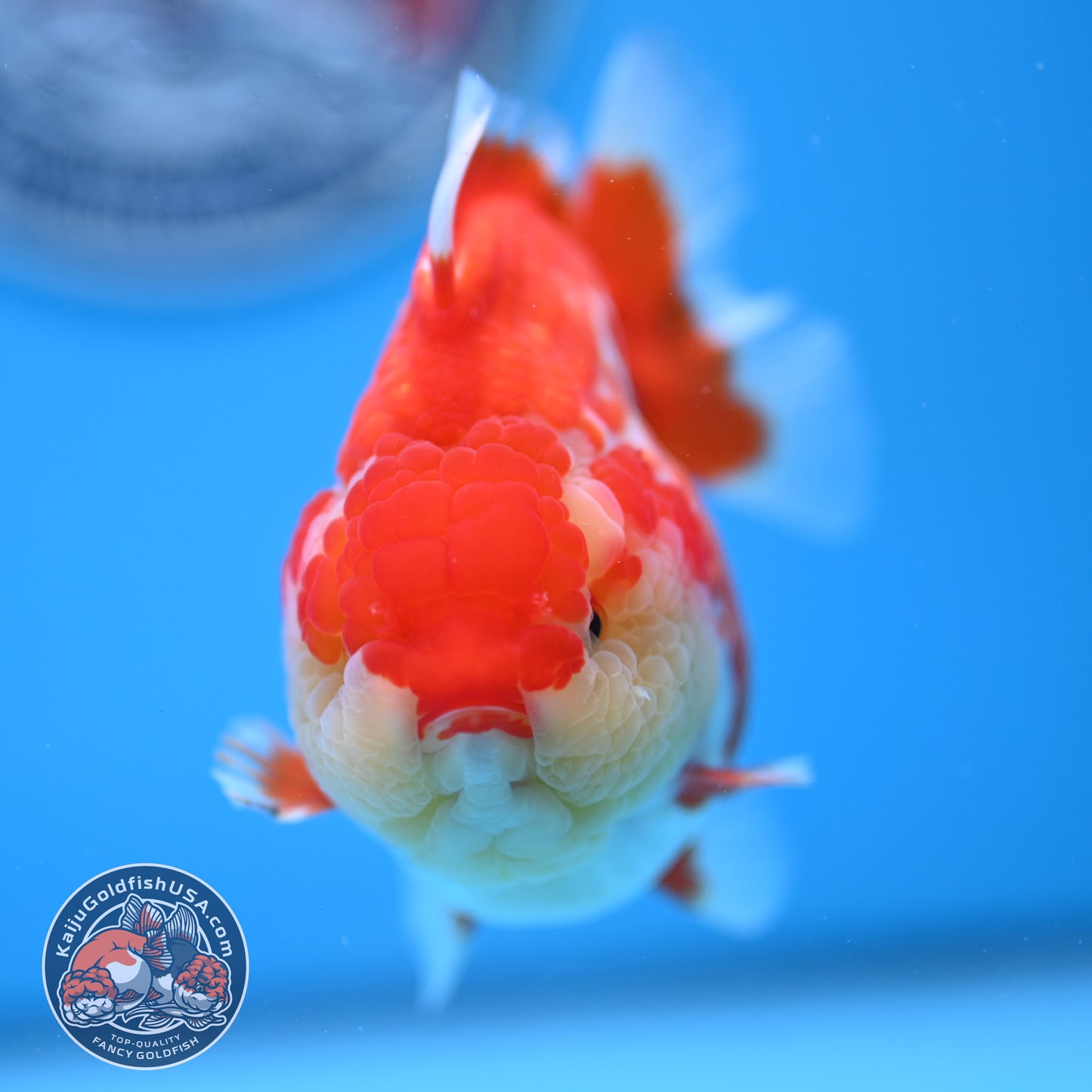 Deer Spot Red White Oranda 4 inches Body (250523_OR03)