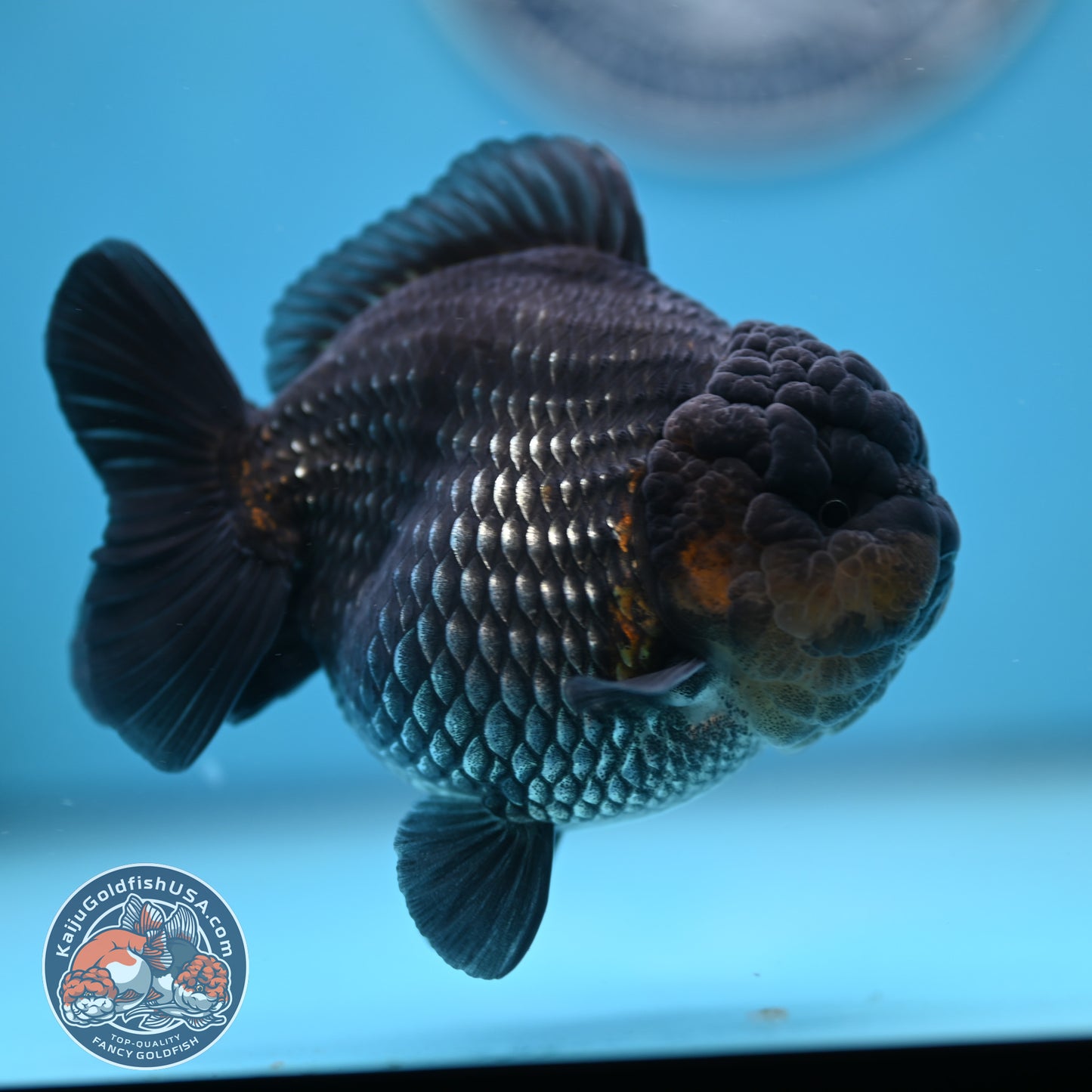 Shogun Metallic Oranda 4 inches Body (250606_OR03)