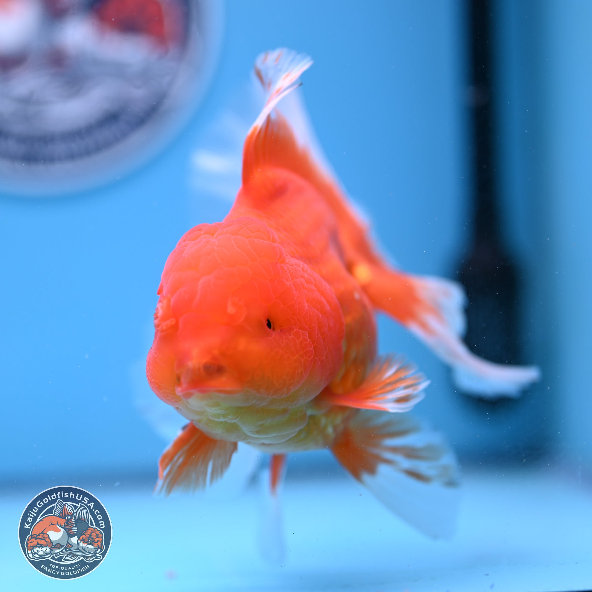 Red White Rose Tail Oranda 4-6 inches (240906_OR03) - Kaiju Goldfish USA