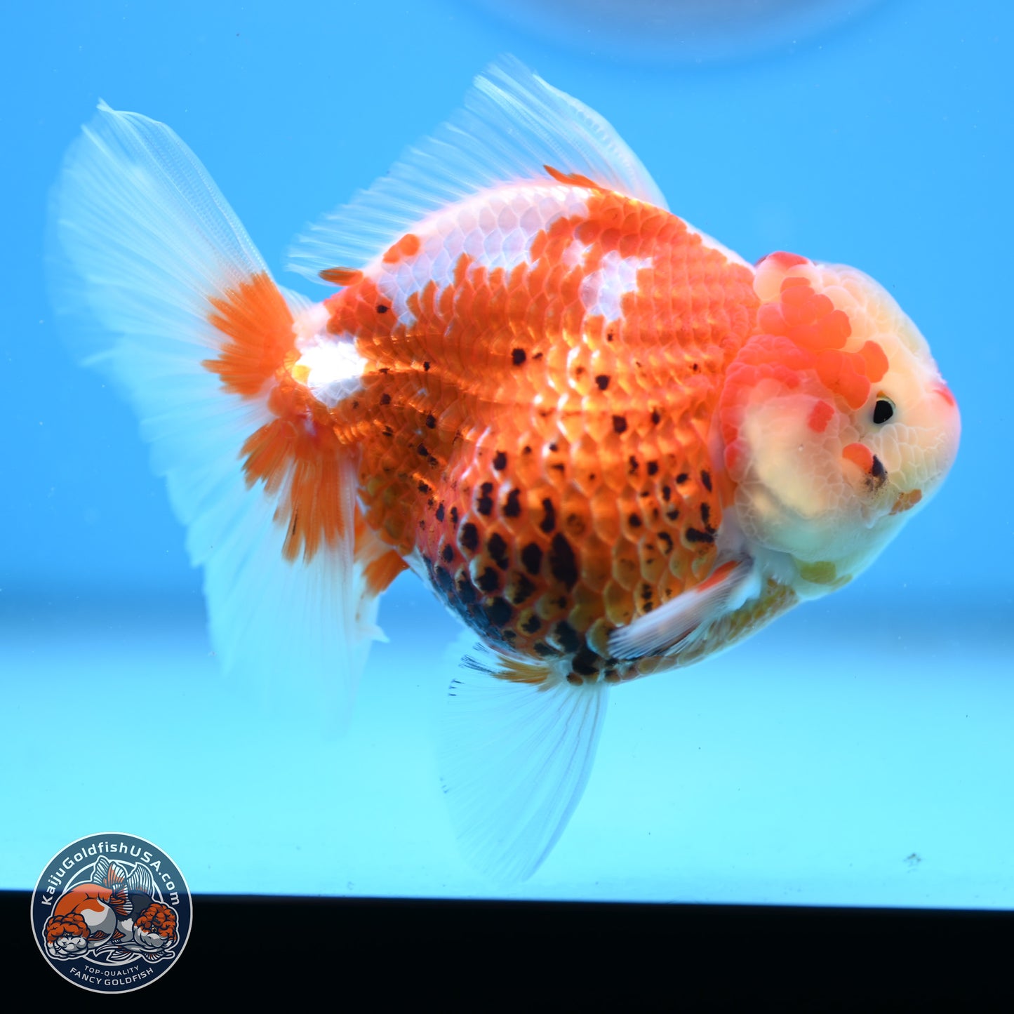 Tricolor Rose Tail Oranda 4.5 inches - Female (241206_OR03) - Kaiju Goldfish USA