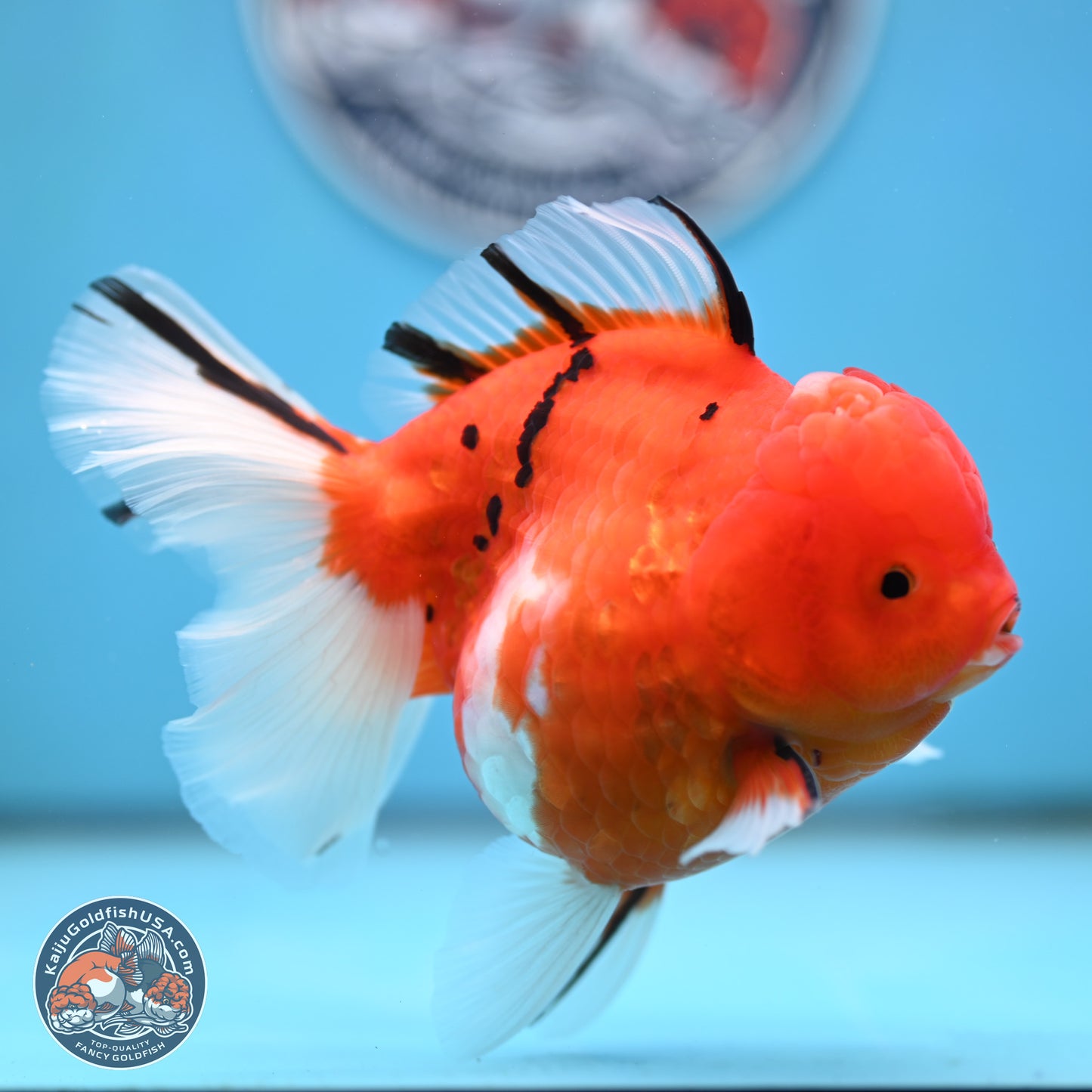 Tricolor Sakura Rose Tail Oranda 4 inches Body - Female (250404_OR03)