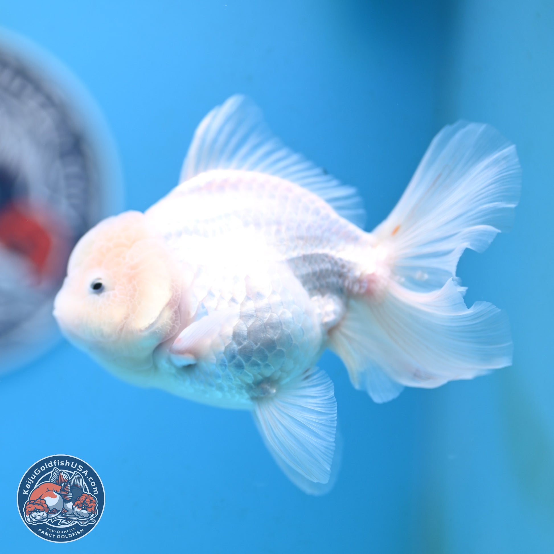 Snow White Oranda 3.5 inches Body - Female (250117_OR03) - Kaiju Goldfish USA