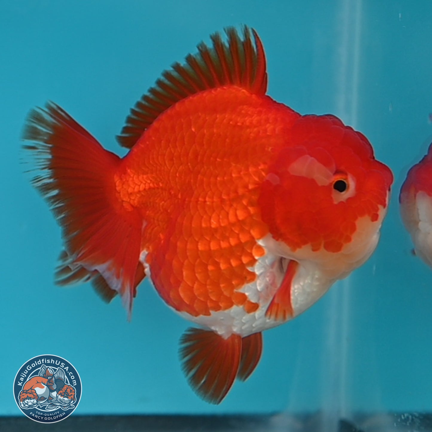 Red White YuanBao Oranda 3.5 inches Body - Female (250131_OR03)