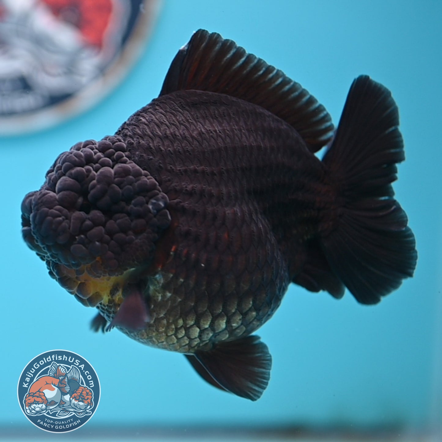 Black YuanBao Oranda 4.5 inches Body (250516_OR03)