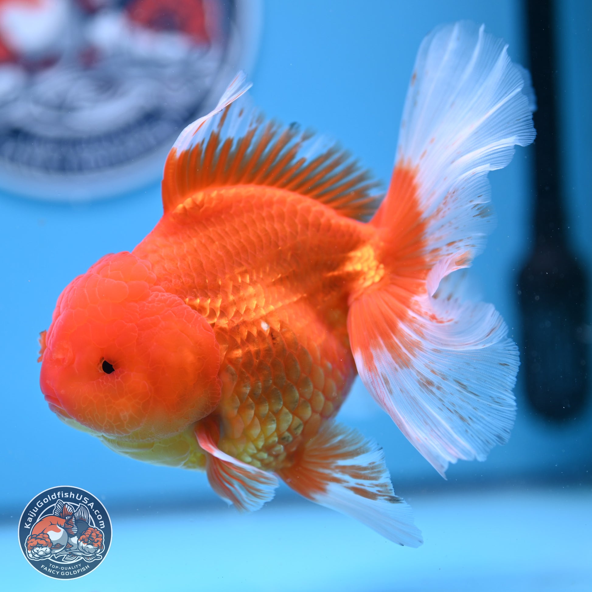 Red White Rose Tail Oranda 4-6 inches (240906_OR03) - Kaiju Goldfish USA