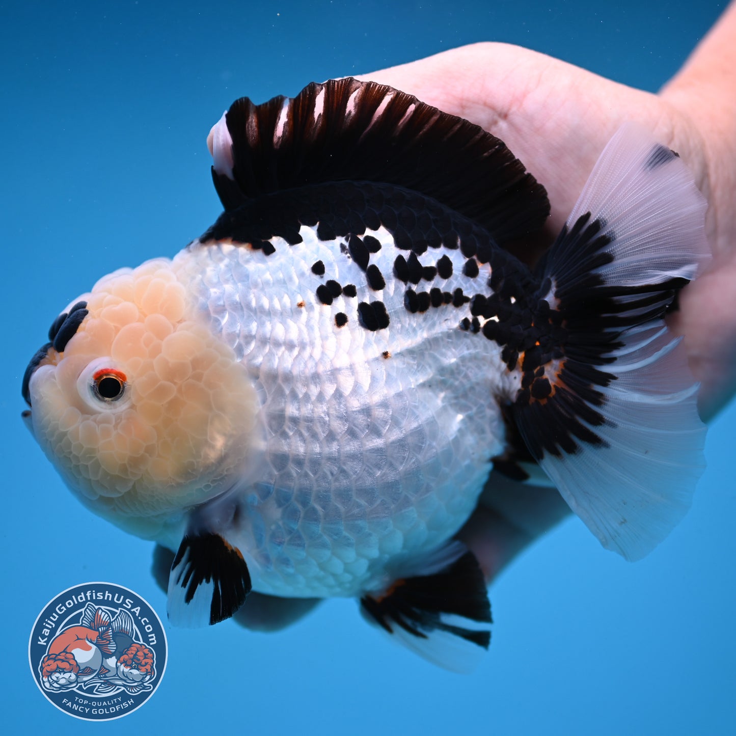Panda Oranda 4.5 inch Body (250912_OR03)
