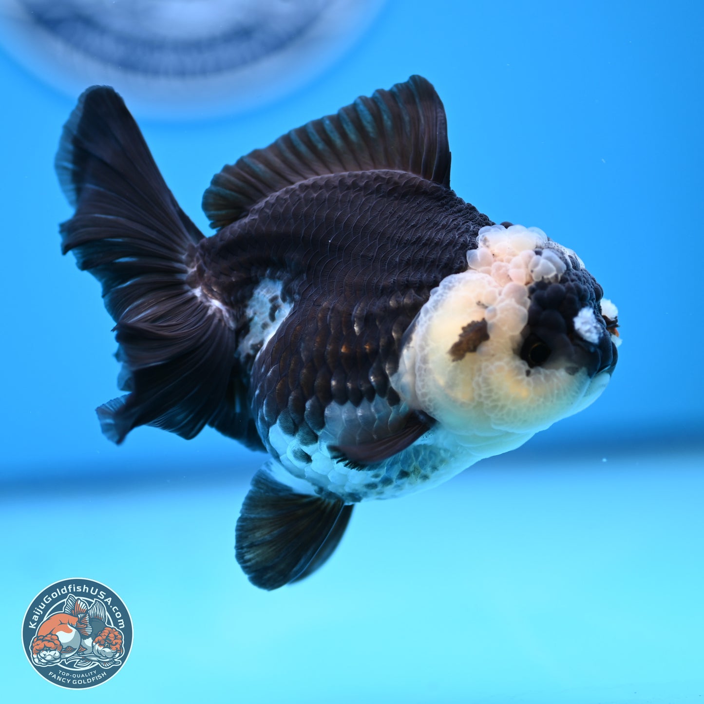 Panda Rose Tail Oranda 3.5in body (240809_OR03) - Kaiju Goldfish USA