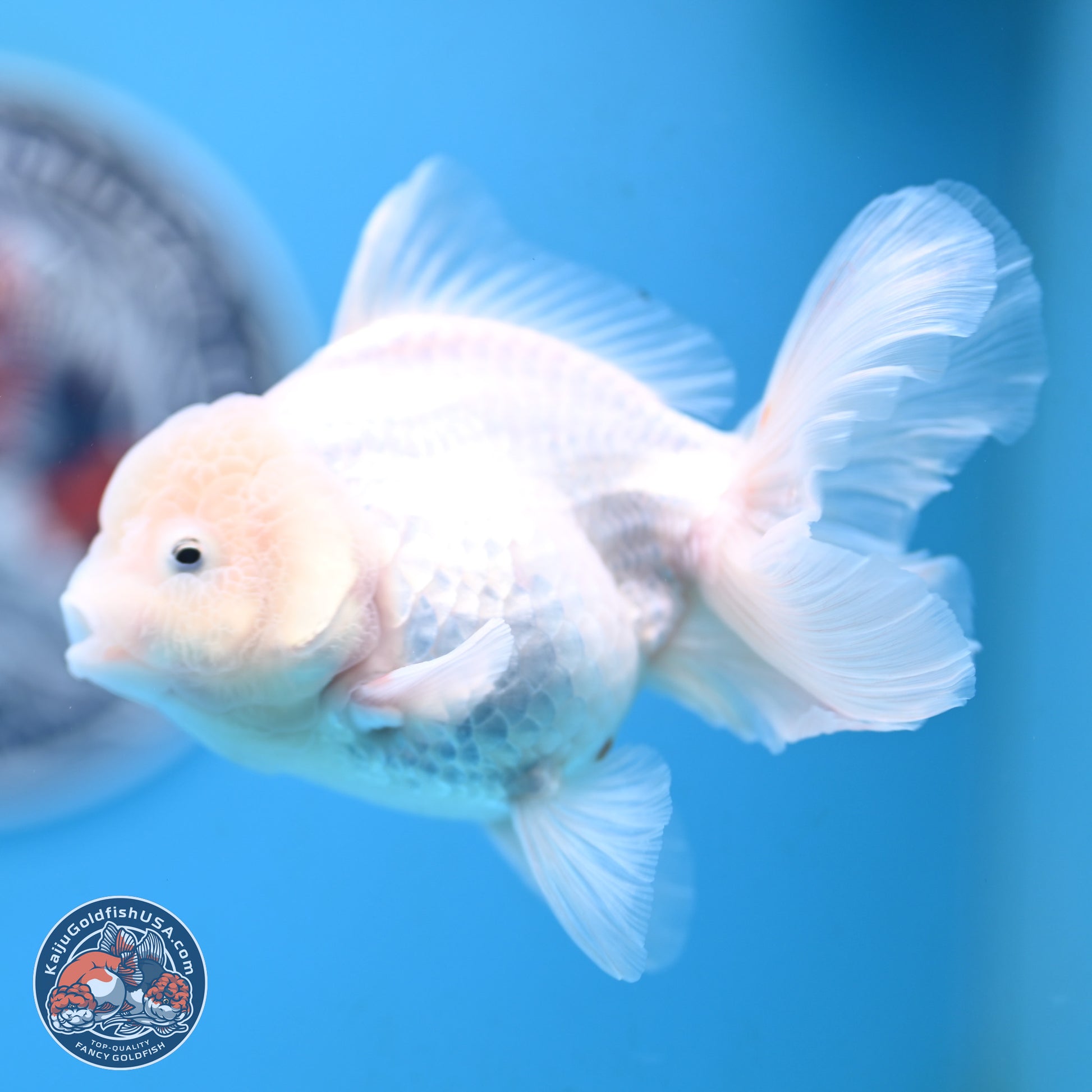 Snow White Oranda 3.5 inches Body - Female (250117_OR03) - Kaiju Goldfish USA