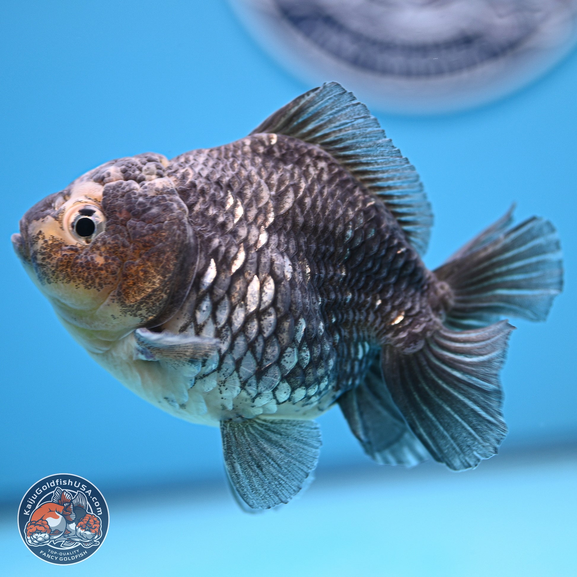 Grey Kirin YuanBao Oranda 5 inches Body- Female (241129_OR03) - Kaiju Goldfish USA