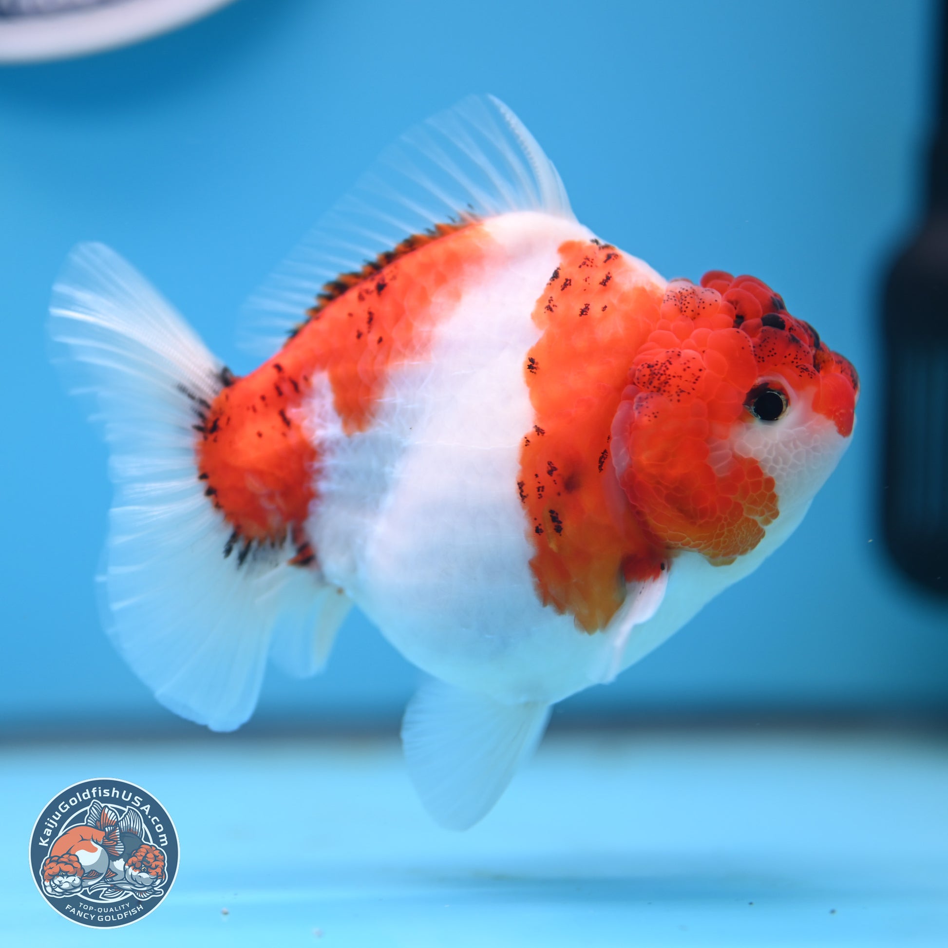 Tricolor Sakura YuanBao Oranda 4.5 inches (241101_OR03) - Kaiju Goldfish USA