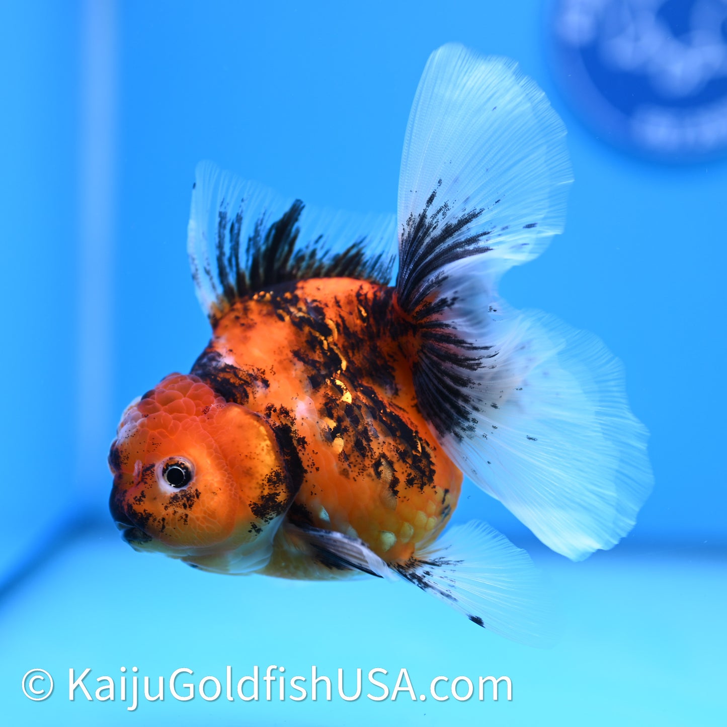 Tricolor Tiger Rose Tail Oranda 3.75in Body (240628_OR03) - Kaiju Goldfish USA