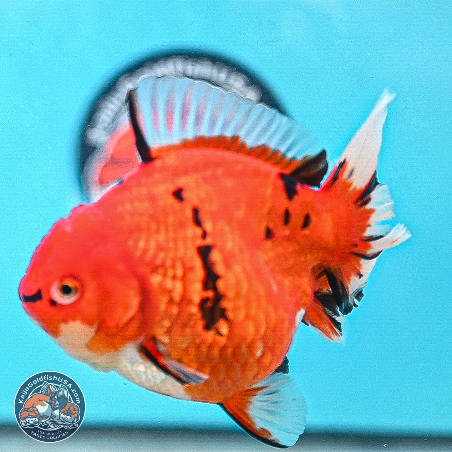 Gold Coin Tiger Oranda 4 inches Body - Female (250214_OR03)